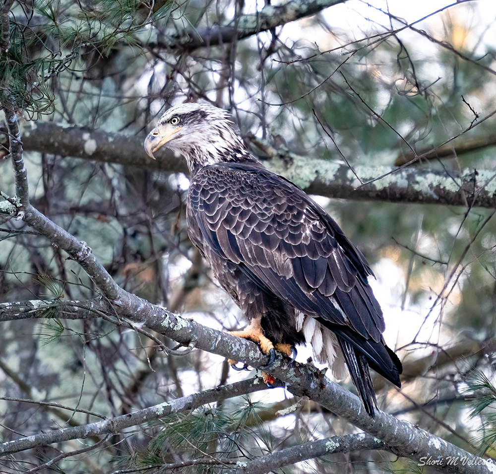 Shori Velles captured this photo of a sub-adult bald eagle in Plainfield. This bird is likely 4 yrs old and starting to look for a territory to settle down in and find a mate. 
#baldeagles #raptors #birdsofprey #nationalheritageareas #nps #thelastgreenvalley #tlgv