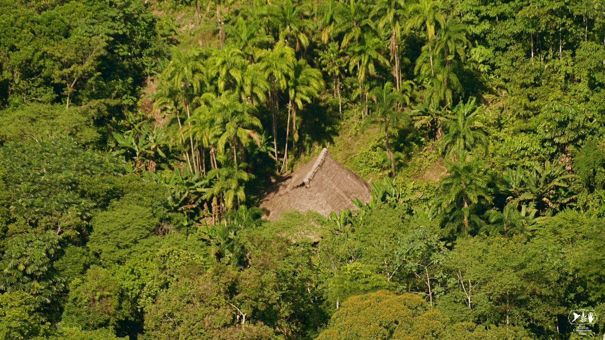 (1/4)🚨Voluntarily isolated indigenous peoples in #Amazonia face threats from #deforestation, illegal mining and drug trafficking in some of the most remote regions of the #rainforest.