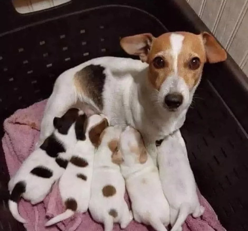 lamorocha10's tweet photo. Cuando te quedás sin tinta al tercer cachorro https://t.co/LWfIxSLbOo