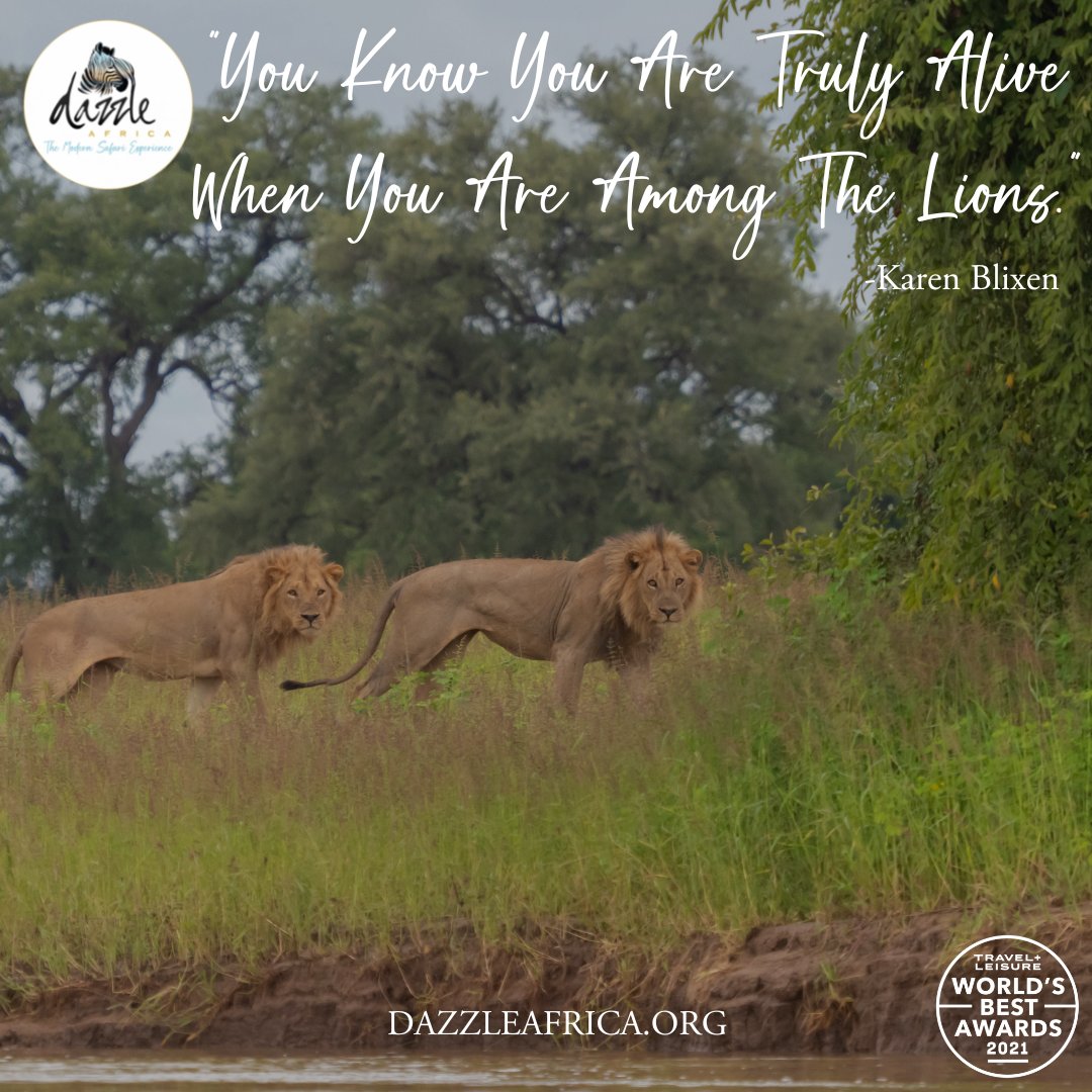 What are you waiting for? 🇿🇲
👇 Click the link below to learn more and secure your spot!
dazzleafrica.org/upcoming.../em…
📸 credit: @mikeparedespix 
.
#safari #zambia #africa #wildlife #travel #emeraldsafari #bucketlisttravel #wildlifeconservation