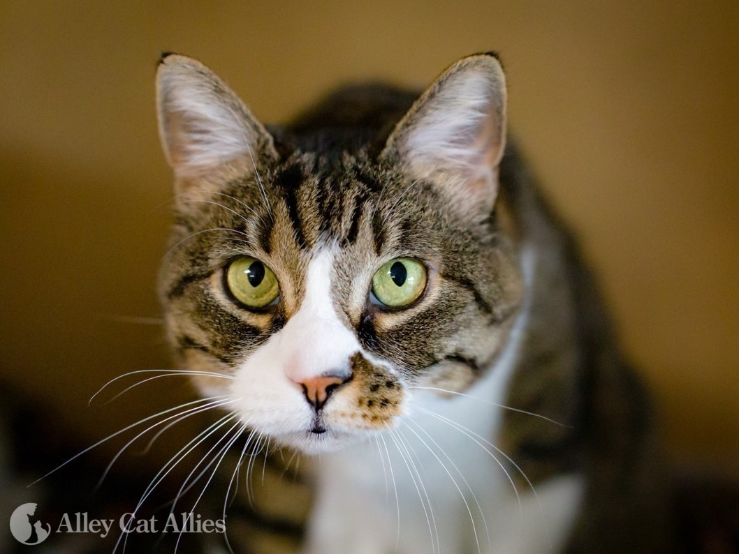 alleycatallies's tweet photo. Abandonment is animal cruelty, and Alley Cat Allies stands strongly against it. We know that finding abandoned or “dumped” pet cats at your community cat colony or any other location can be frustrating and upsetting. 

Here's how you can help stop it: https://t.co/oBYgRPLRDb https://t.co/KPF1EiViq0