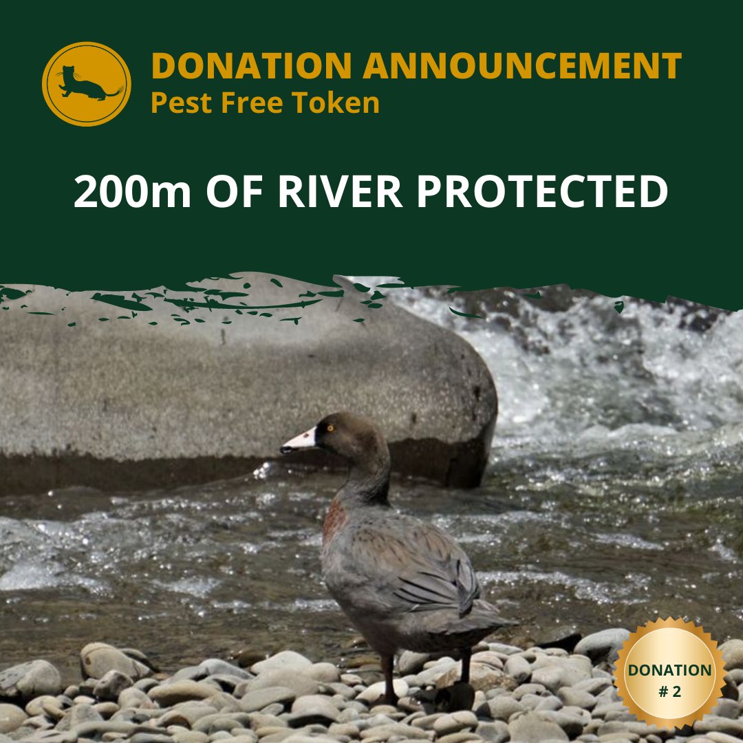 PestfreeToken's tweet photo. Our 2nd #donation!!
Thanks to you folk for ordering #PFT traps and trading PFT #tokens.
#EasternWhioLink stoat trap to give Whio the best chance at survival. Their mahi has seen 46 #Whio chicks fledged in #Opotiki/#Gisborne.
Learn more: https://t.co/Z0gGO7iU8k
#SamTheTrapMan https://t.co/fpeGX8YwMU