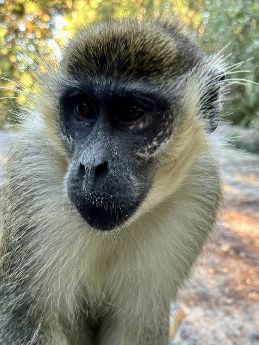 DBVervet's tweet image. Dangle is a handsome monkey. He is always hanging around the site observing humans. He must be collecting data for his research on weird human activities. #monkeys #vervet #wildlife #florida