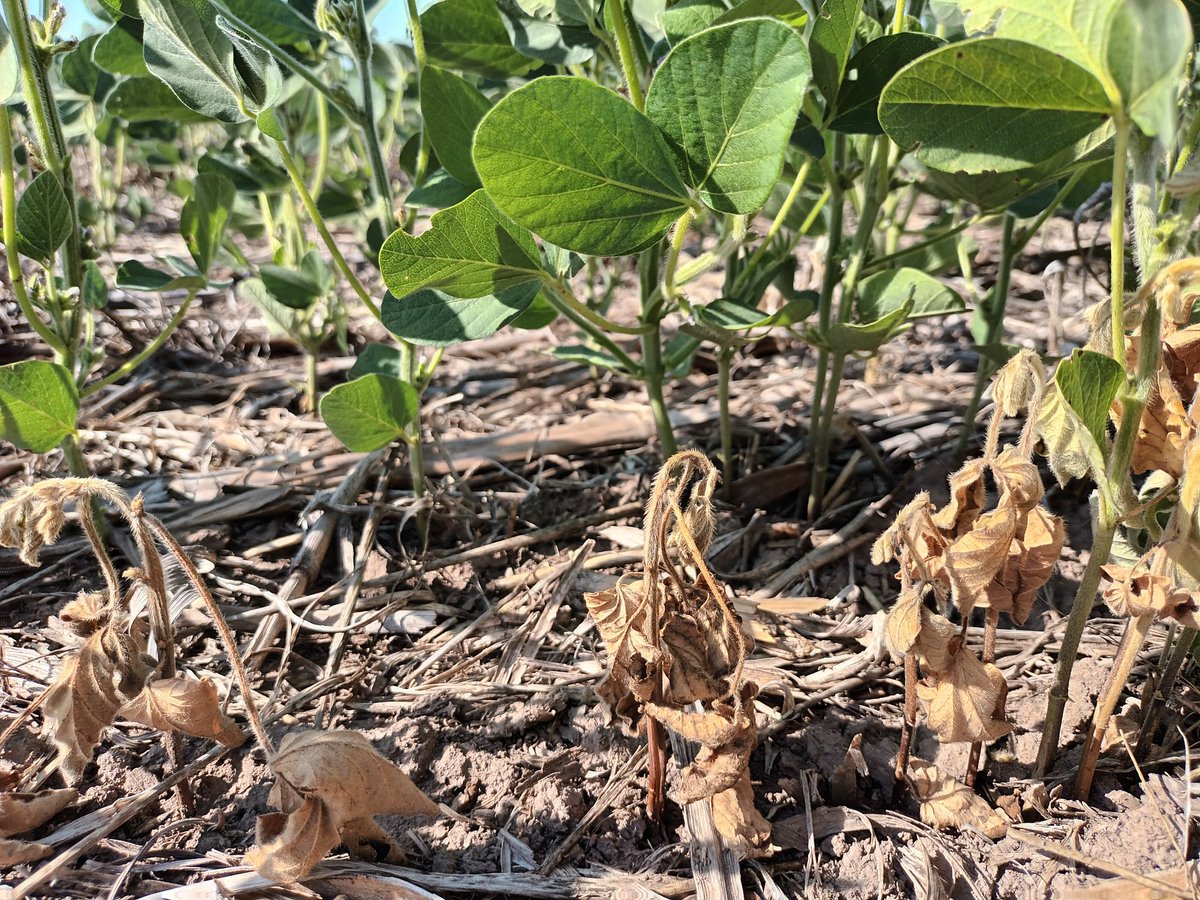 Natalia Schmithalter (@natyschmith) on Twitter photo Ensayo de #victrato 🌱 vs testigo del productor.
ASESOR Rafaela Bahuer👨🌾rodrigo oberto <a href="/AlanFerrero1/">Alan Ferrero</a>
<a href="/Syngenta_ar/">Syngenta Argentina</a>
<a href="/Syngenta/">Syngenta</a>
<a href="/alejandro_rossa/">Alejandro Rossa</a> <a href="/CristianCalcat4/">Cristian Calcaterra</a>
<a href="/HernanBarbero/">Hernán Barbero</a> <a href="/JulioYrigoyen/">julio yrigoyen</a> <a href="/juanlopez/">juanlopez</a>
#seedcareinstitute
#Soybean #victrato
#seedtreatment
#soja #soya #gaviglio Ensayo de #victrato 🌱 vs testigo del productor.
ASESOR Rafaela Bahuer👨🌾rodrigo oberto <a href="/AlanFerrero1/">Alan Ferrero</a>
<a href="/Syngenta_ar/">Syngenta Argentina</a>
<a href="/Syngenta/">Syngenta</a>
<a href="/alejandro_rossa/">Alejandro Rossa</a> <a href="/CristianCalcat4/">Cristian Calcaterra</a>
<a href="/HernanBarbero/">Hernán Barbero</a> <a href="/JulioYrigoyen/">julio yrigoyen</a> <a href="/juanlopez/">juanlopez</a>
#seedcareinstitute
#Soybean #victrato
#seedtreatment
#soja #soya #gaviglio