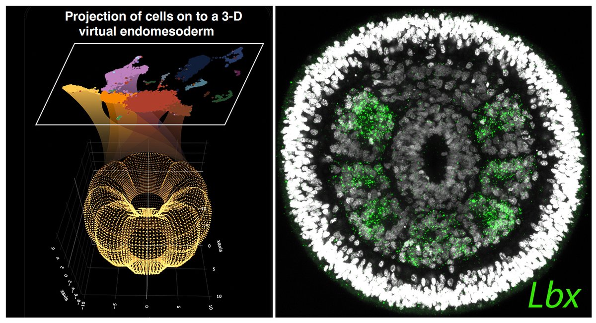 Thrilled to share a preprint of Shuonan He's final thesis chapter demonstrating a molecular basis for segment polarity in the sea anemone Nematostella.

biorxiv.org/content/10.110…