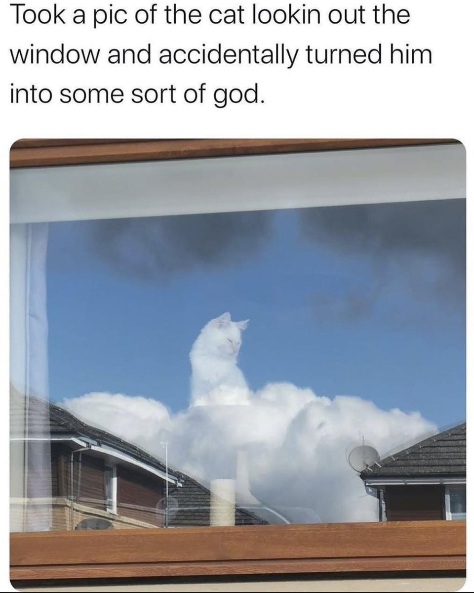 WholesomeMeme's tweet image. 