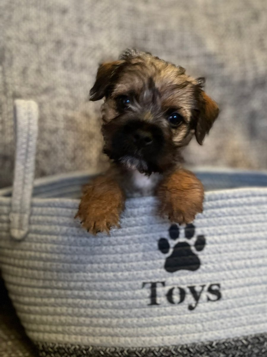 Today I got a toy basket! 🎾