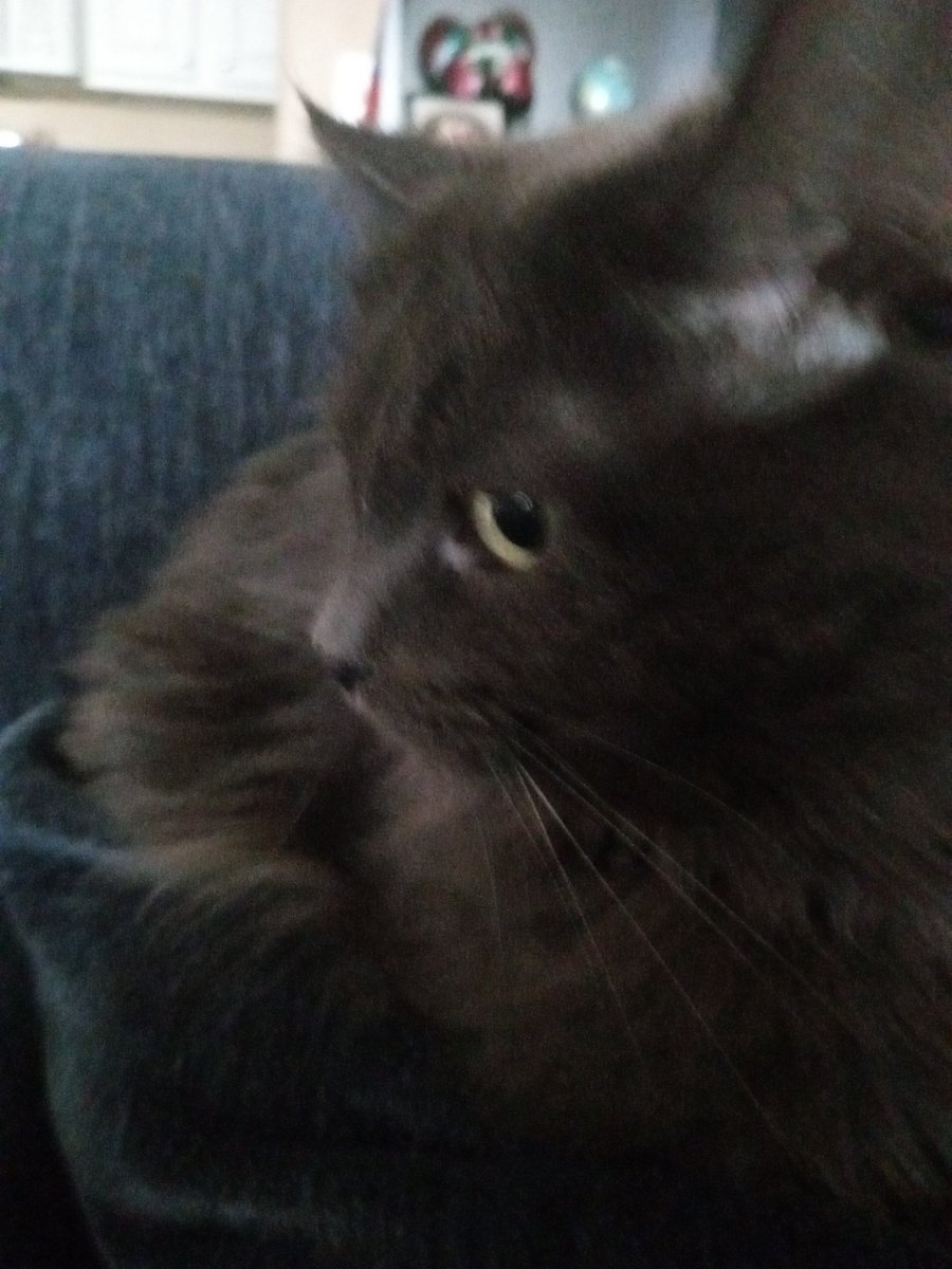 moyaguts's tweet photo. He is judging you https://t.co/1oUQn1puM6