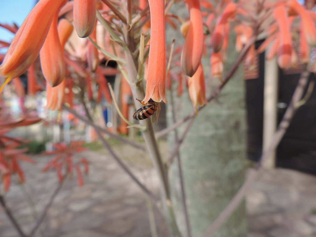 Biogaropaba🌱| Animais e plantas de Garopaba-SC tweet media