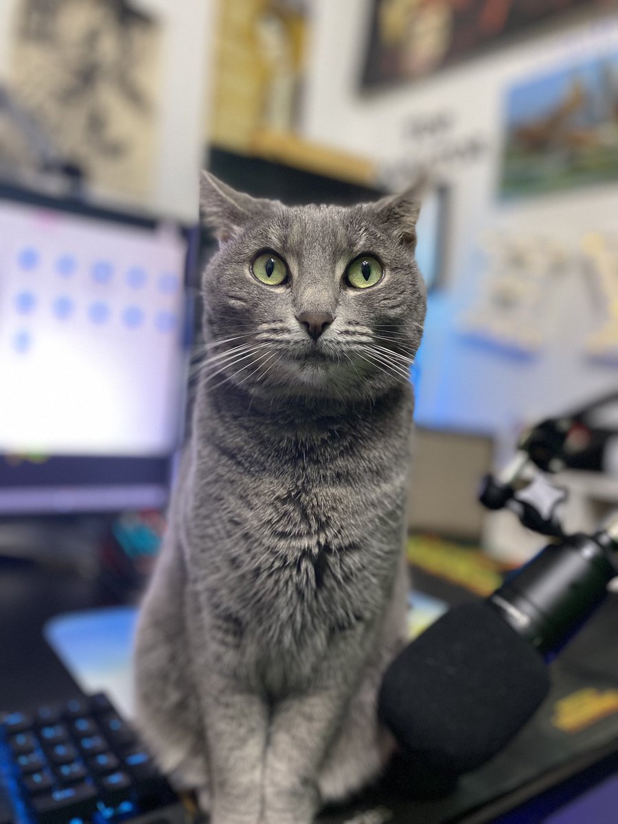 therealsupdamo1's tweet photo. “Stop editing &amp; Pet me Damnit!” #cats #CatsofTwittter #catstagram #catlovers #interupting #catlife #Cat #kitty #catface #deathstare #petmenow #pets #catsoftiktok https://t.co/iFy8N1nljY