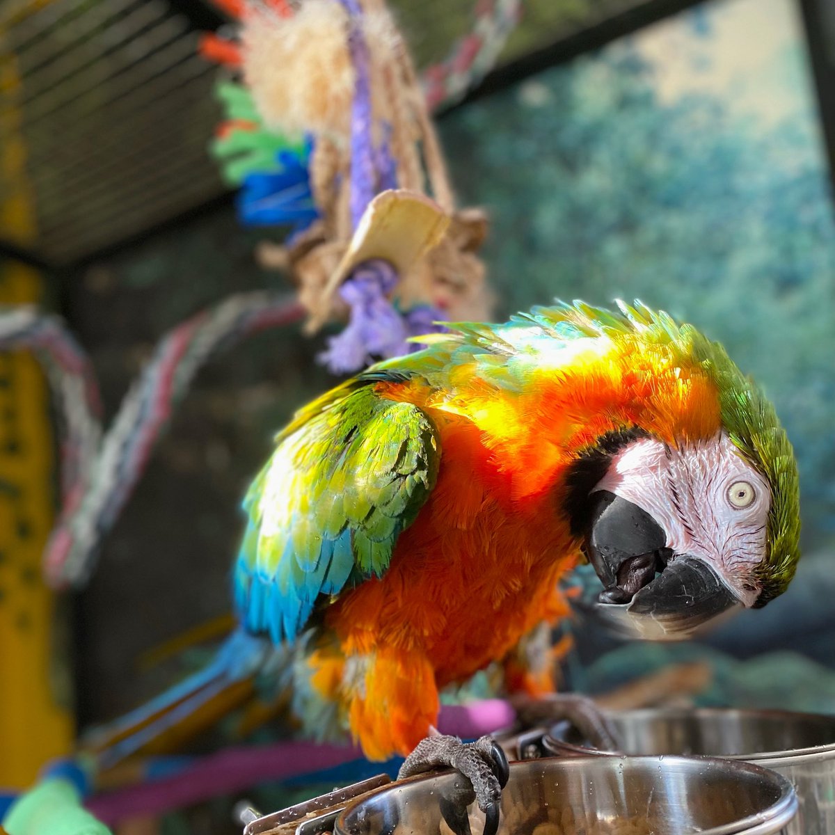 tracicarroll_'s tweet image. How y’all doing today? Cairo wants to know!! #loveyourparrot #tracicarroll