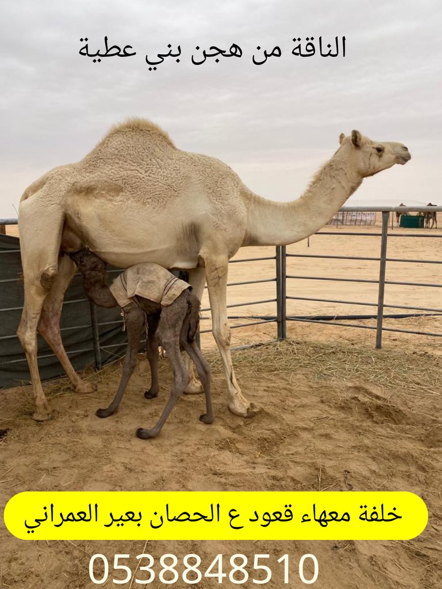 ⭐ مزاد عالم الهجن ⭐ 1 (@abdulhman123) on Twitter photo 