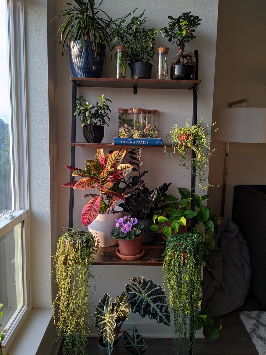 HobbyistPlant's tweet photo. Happy houseplant appreciation day 🌿 https://t.co/b5nVXHwuCw