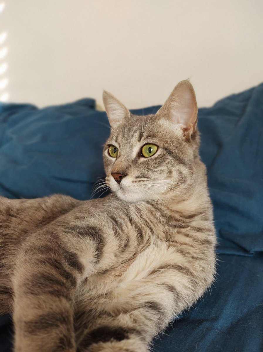 Meloprov's tweet photo. COMPARTIENDO YA ME AYUDAN UN MONTÓN 🙏 PERDIDO. Zona Alem entre Riobamba y cerrito. Milo no aparece hace ya 5 días. Nunca estuvo tanto tiempo afuera. Macho castrado de 2 años y medio. Muy cariñoso. 3415993883 por favor compartir! https://t.co/oKN0QSpL5z