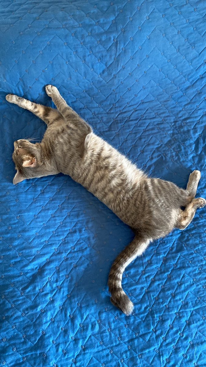 Meloprov's tweet photo. COMPARTIENDO YA ME AYUDAN UN MONTÓN 🙏 PERDIDO. Zona Alem entre Riobamba y cerrito. Milo no aparece hace ya 5 días. Nunca estuvo tanto tiempo afuera. Macho castrado de 2 años y medio. Muy cariñoso. 3415993883 por favor compartir! https://t.co/oKN0QSpL5z