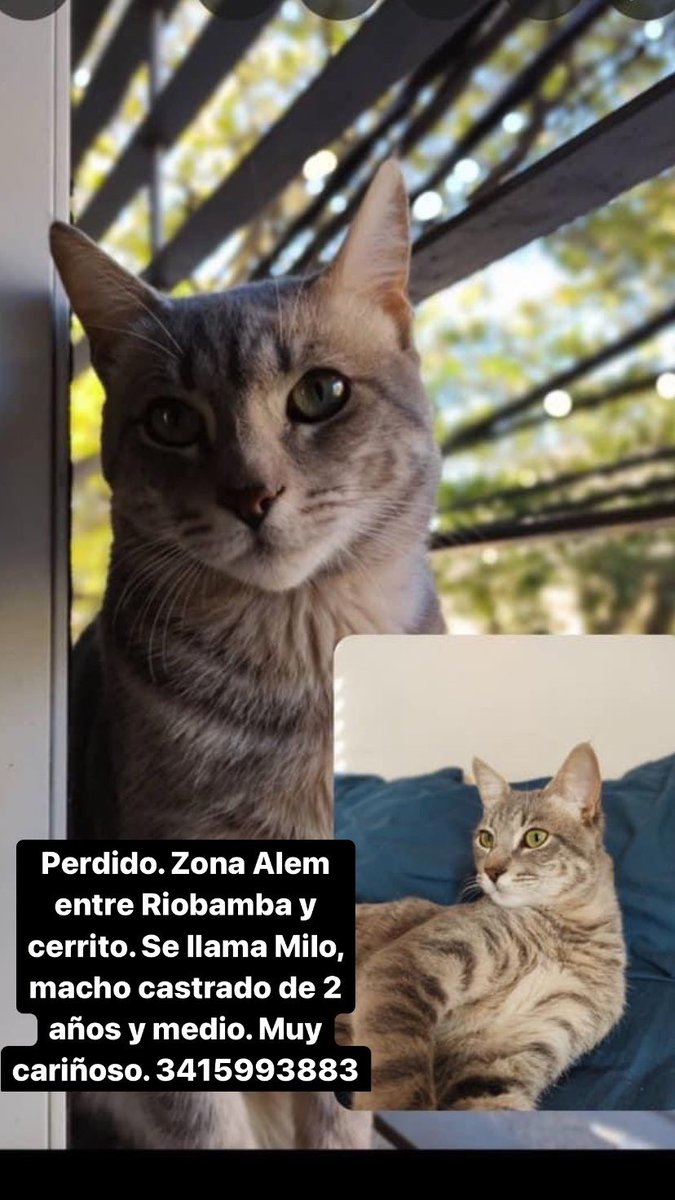 Meloprov's tweet photo. COMPARTIENDO YA ME AYUDAN UN MONTÓN 🙏 PERDIDO. Zona Alem entre Riobamba y cerrito. Milo no aparece hace ya 5 días. Nunca estuvo tanto tiempo afuera. Macho castrado de 2 años y medio. Muy cariñoso. 3415993883 por favor compartir! https://t.co/oKN0QSpL5z