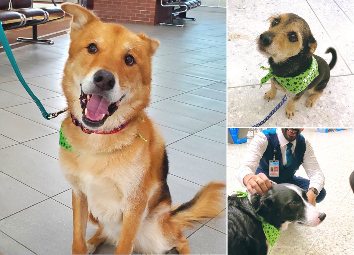 FlyYEG's tweet photo. Calming nerves and spreading cheer! Our Pet Therapy program is back. Next time you’re visiting YEG, be on the lookout for our furry friends &amp; their friendly handlers roaming around the airport. Be sure to stop and say hi! To learn more, visit https://t.co/98flI30NKk. #yegairport https://t.co/zDiVFU0IWR