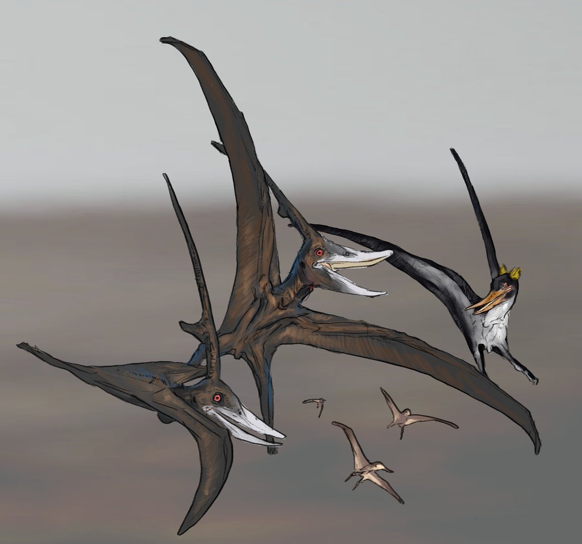 wa_workshop's tweet image. "Barbaridactylus. Large predatory pterosaurs who normally catch fish, but the hatchlings are too good to miss.."