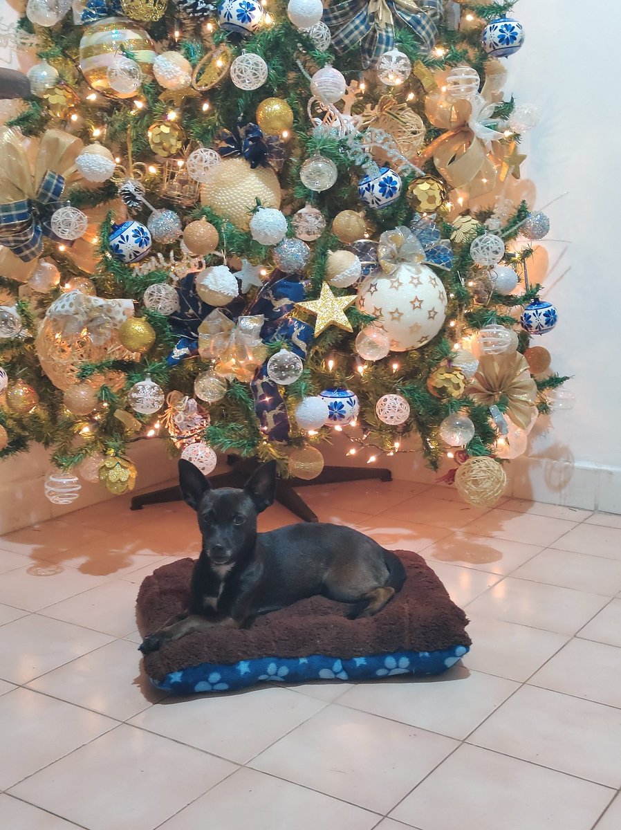 AdriSiu's tweet photo. @MerGarza Mis Lucía y Francisco (Panchito) en su intento de fotografías en el pinito navideño jajajaja 🥰🥰 me derritaaaa 🥹🥹 https://t.co/X97IhAkFq1