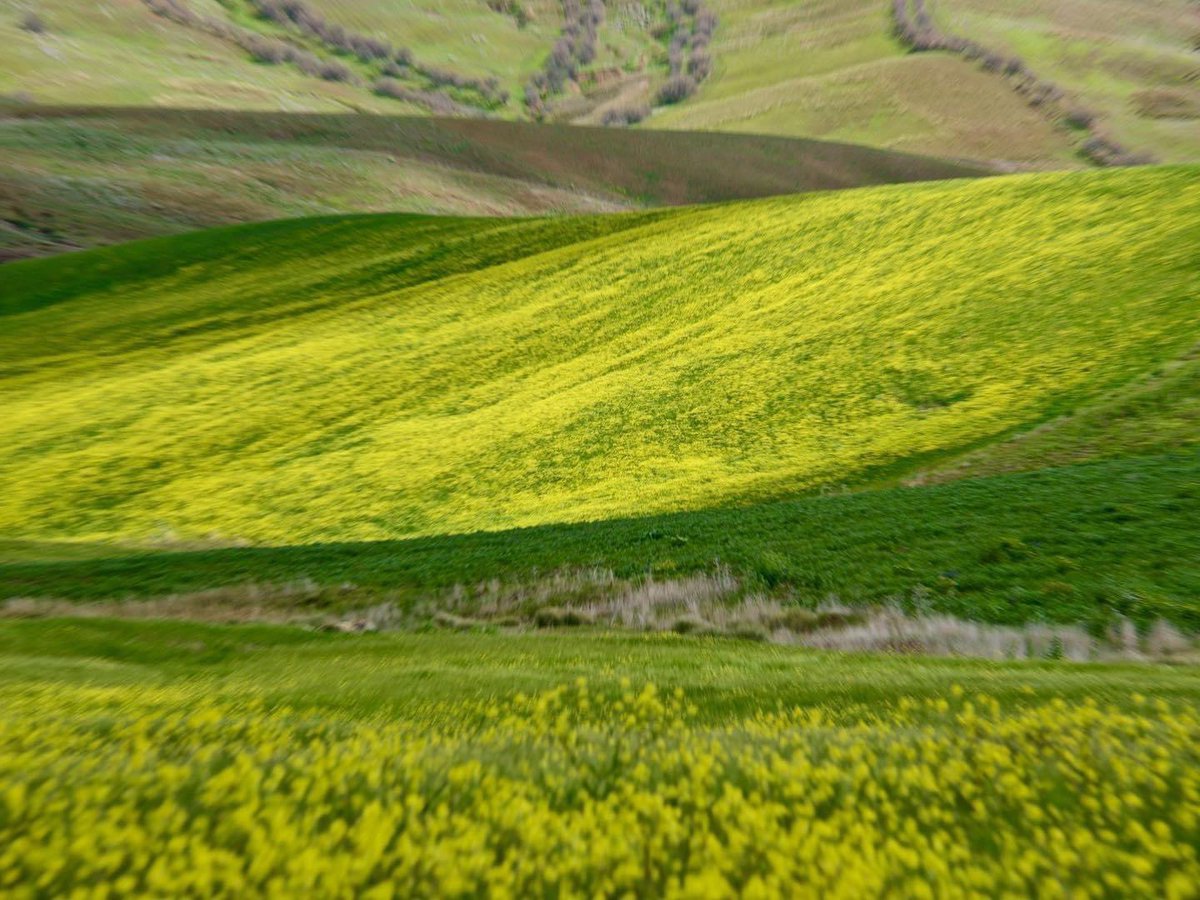 isolanoo's tweet image. 4 colori siciliani.