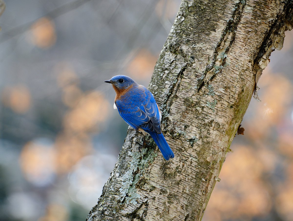 ennislaw's tweet photo. “Eastern Bluebird (Male)”
#BirdsSeenIn2023 https://t.co/lnezW2VJxG