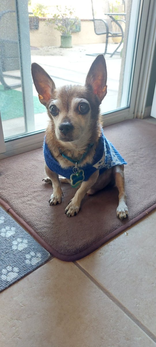 DiodeDave's tweet photo. This is Rico Suave. He passed and left us on Saturday Jan 7, 2023. 
He was about 16 years old and had been blessing us with us company and great big heart ❤️ for the past 15 years. He is greatly missed... 🥺
@dog_rates https://t.co/ITd7g7iL0J