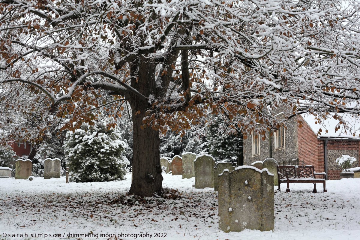 ShimmeringMoonPhoto tweet media