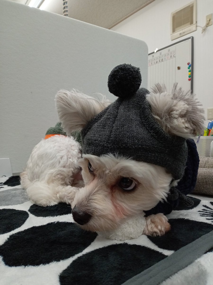 oakMisawa's tweet photo. A Happy New Year! Winter fashion is not popular! https://t.co/Iu6KZap33w