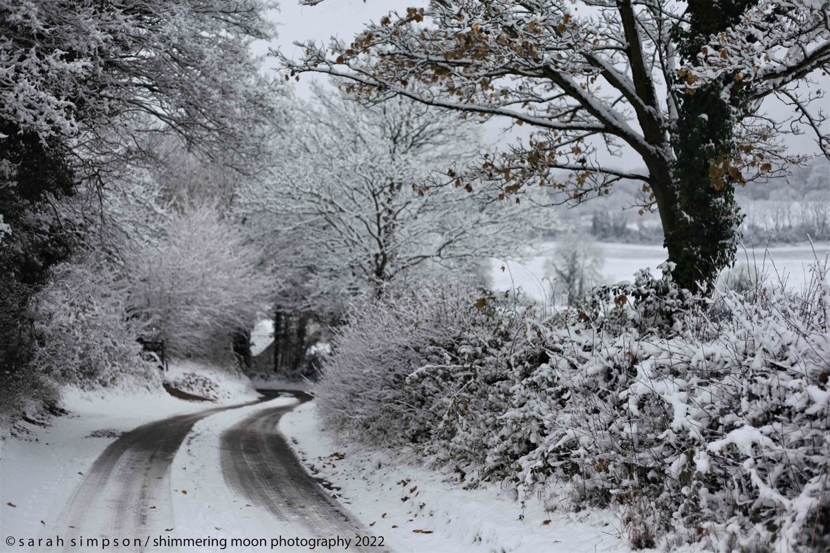 ShimmeringMoonPhoto tweet media