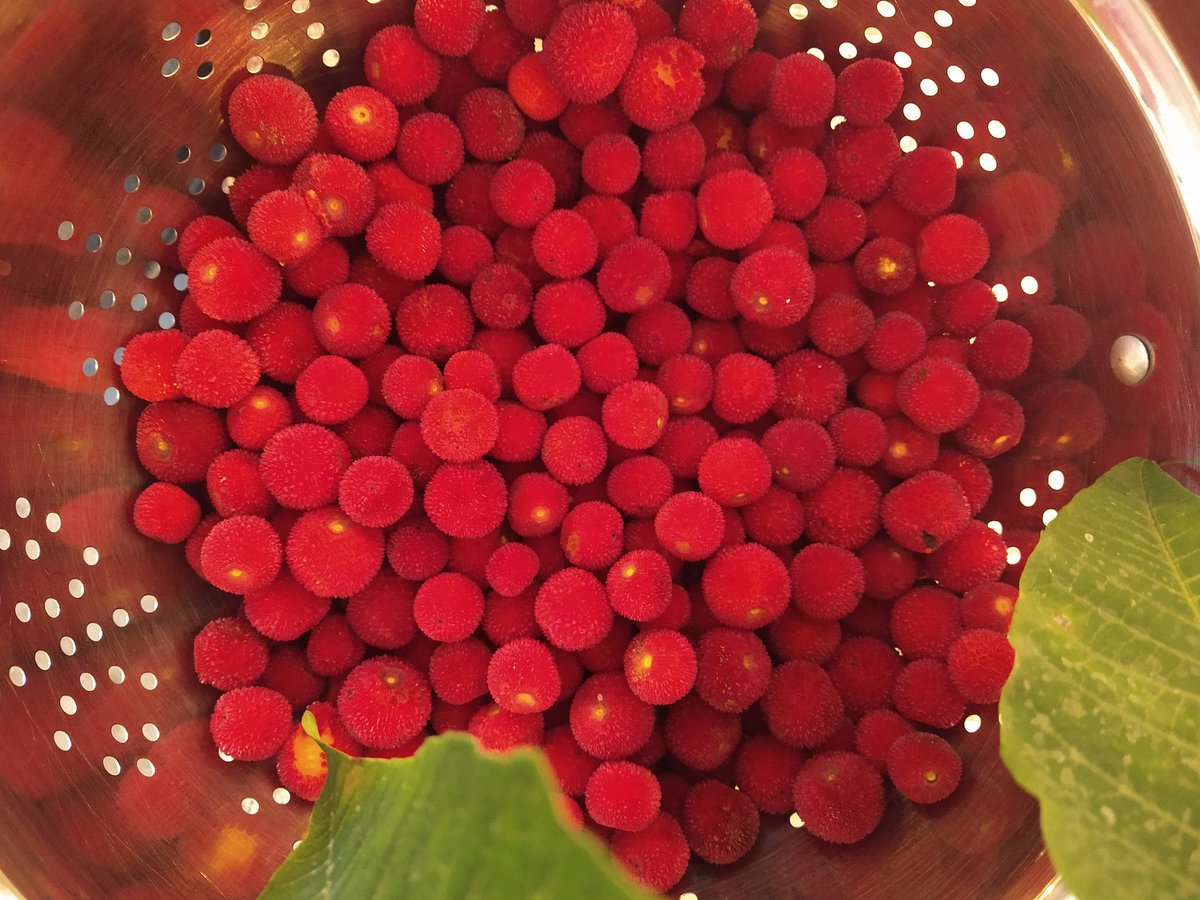 '...those faded scents in truth saluted him like wintry breath that had a faint remembrance in it of a bygone spring.'
~Charles Dickens, #LittleDorrit 

from the grey walk this morning. harvesting the late(!) 'strawberry tree,' dotted with fairy lights✨, for cobbler 🍓🍒♥️