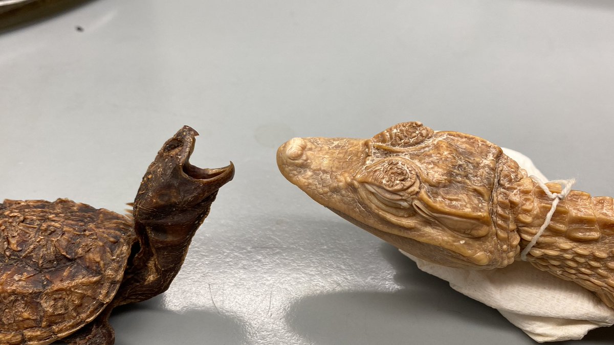 mwestneat's tweet photo. I am too an archosaur! #CompAnat https://t.co/FA5ojVpSjH