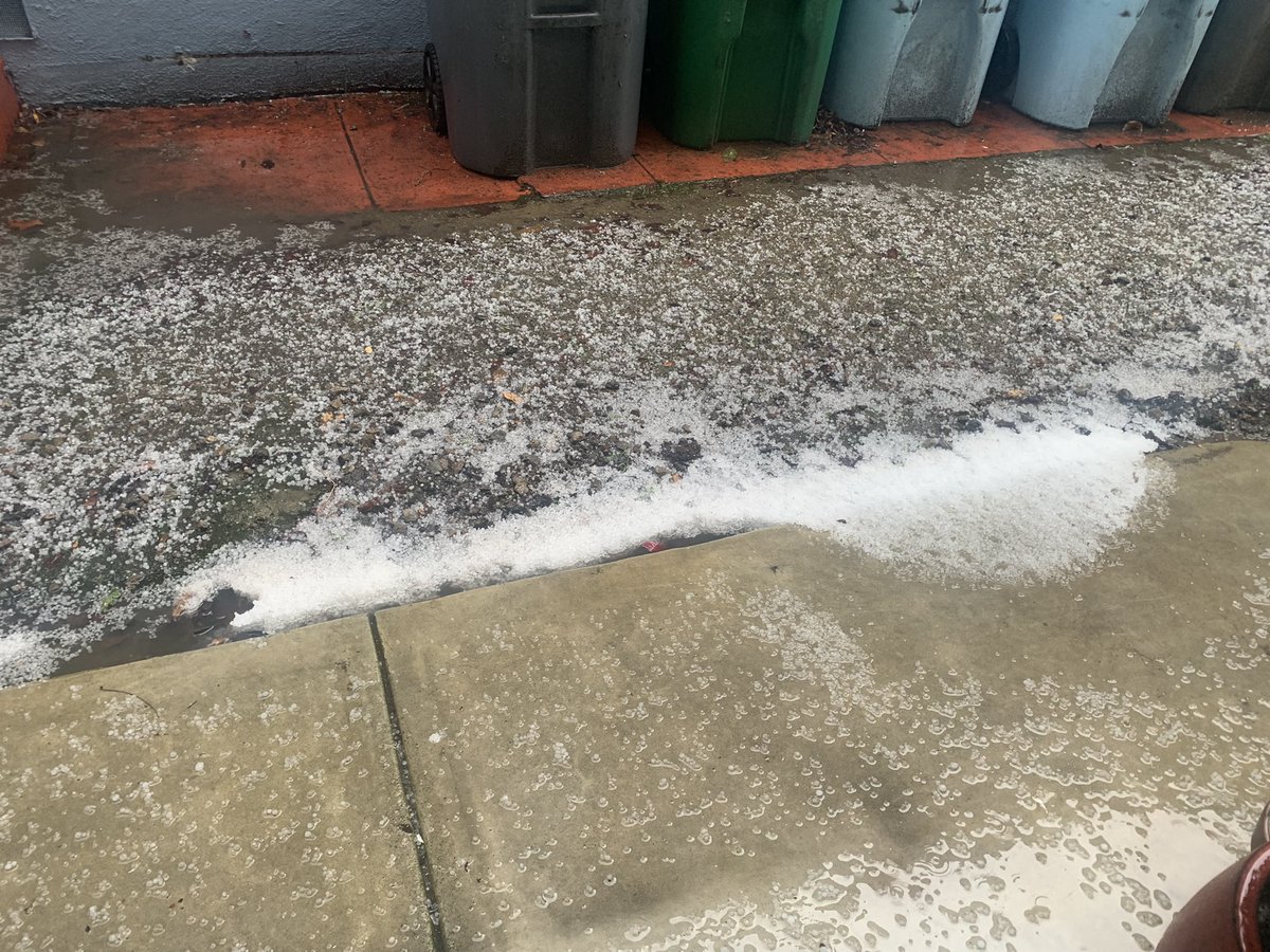 Methylflower's tweet photo. Pretty remarkable accumulation of pea sized hail in North Berkeley #CAwx https://t.co/CviviPQym2