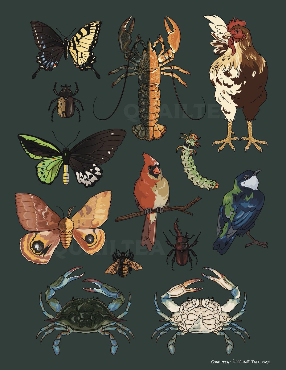 quailtea's tweet photo. Heya #PortfolioDay again! My names Stephne and I’m an artist and illustrator with a love of all things weird, wild and creature-y! https://t.co/oiur98Vk6w