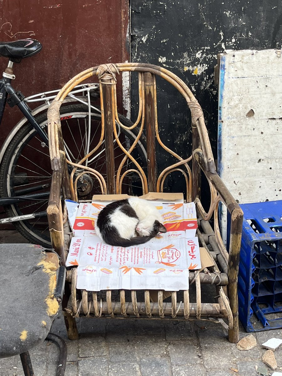 La ciudad de los michis