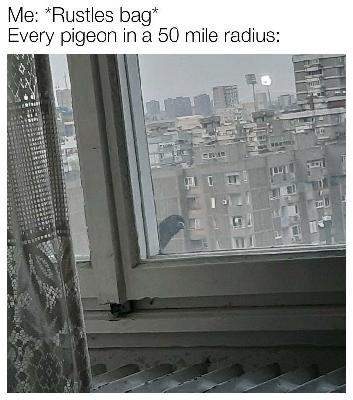 Pigeonsdoingthings (@pigeonsdt) on Twitter photo 