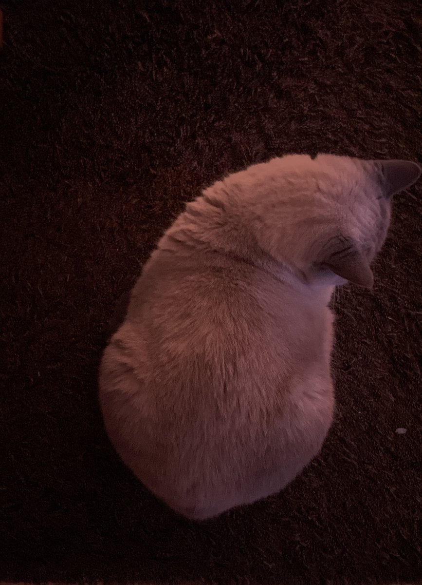 buhashee's tweet image. #midnite #breadloaf #CatsOfTwitter