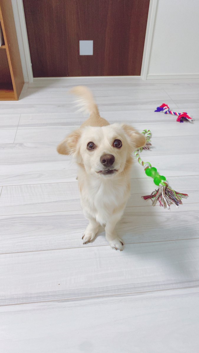0601chiwan's tweet photo. おはようございます☀
朝からご機嫌マロンです🐶
でも今日は注射と爪切りだよ💉
そんな事はまだ知らぬ、マロン…🐶

 #いぬのいる暮らし  #チワックス https://t.co/ddTPExhVVG