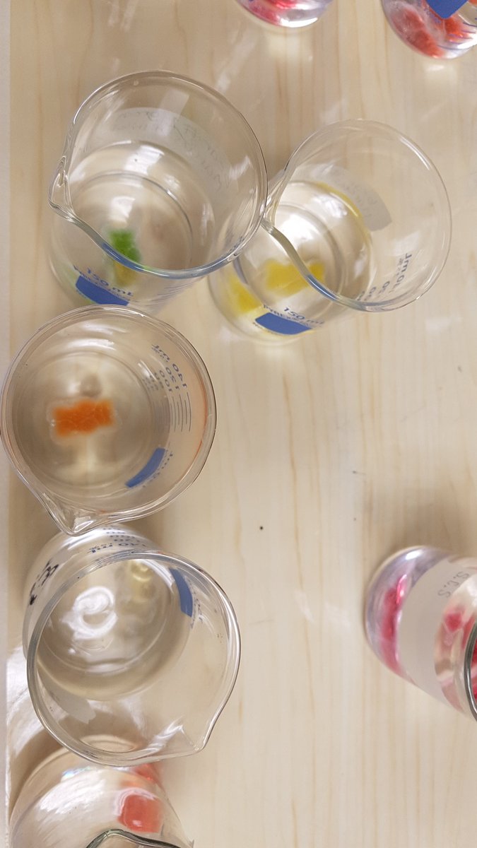 IgniteEduShift's tweet photo. Gummy Bear Osmosis Lab. Learning about how cells regulate their contents via active and passive transport. #Osmosis #Science #Semipermeable #Membrane
@STCTimberwolves https://t.co/dAOoHe8ZF4