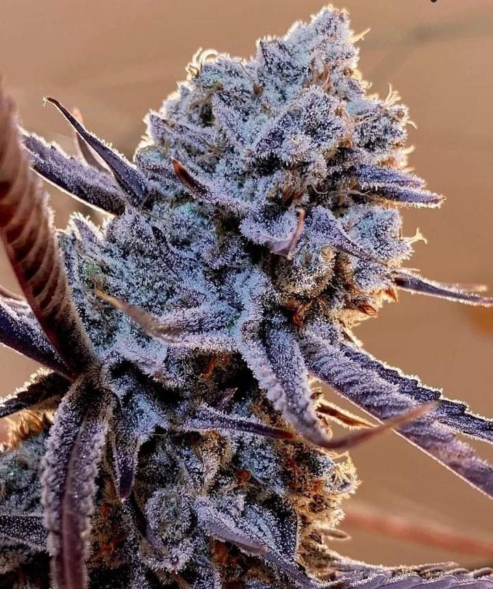 💜💜💜❄️❄️❄️