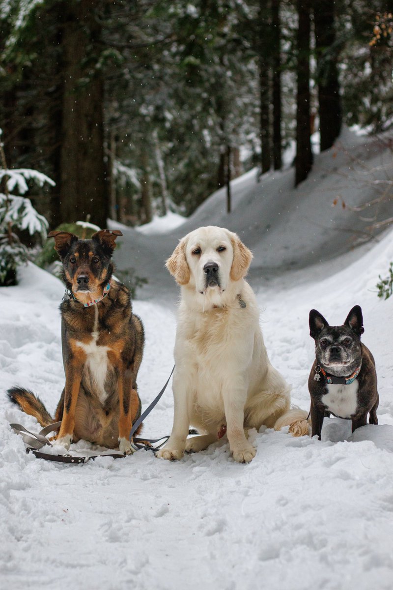 roamwiththem tweet media