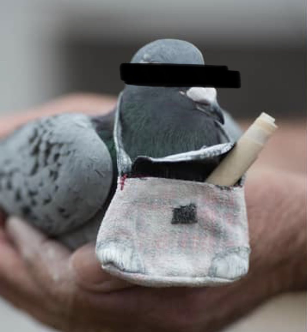 BREAKING: British Columbia Police released photos of the pigeon caught carrying meth into a high security prison