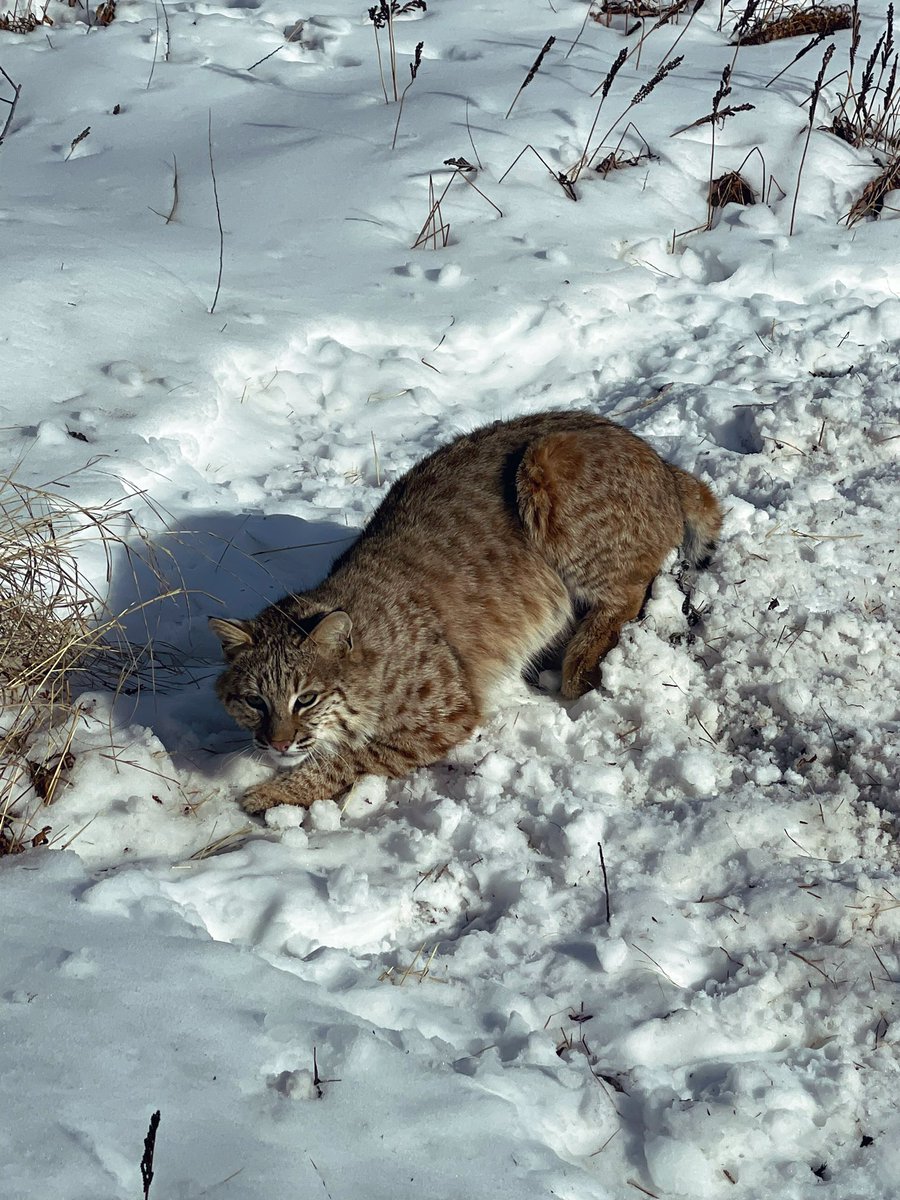 AYantzie's tweet photo. 21.6 lbs Tom I picked up today. Nice spotting on his back. #trapping #bobcat #conservation #predator https://t.co/6Asu5VZeSN