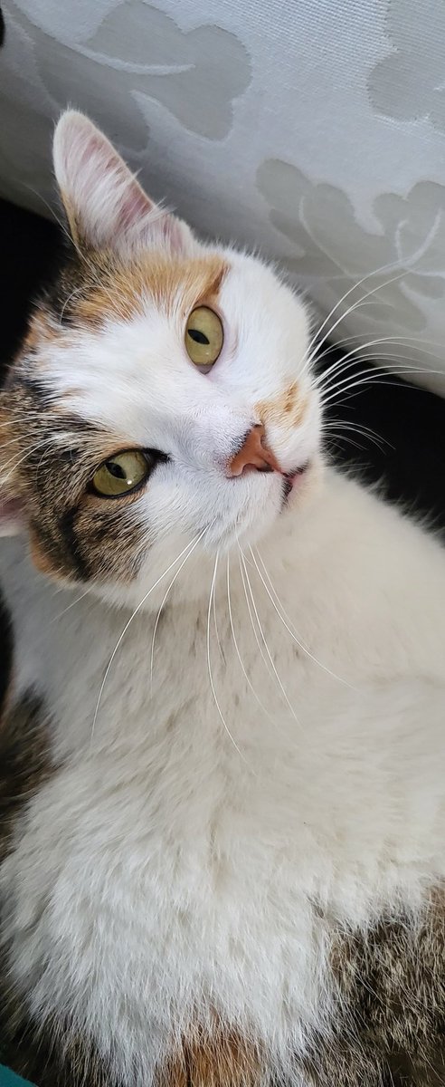 🙂 Kedileri sevmeyenleri sevmiyorum.