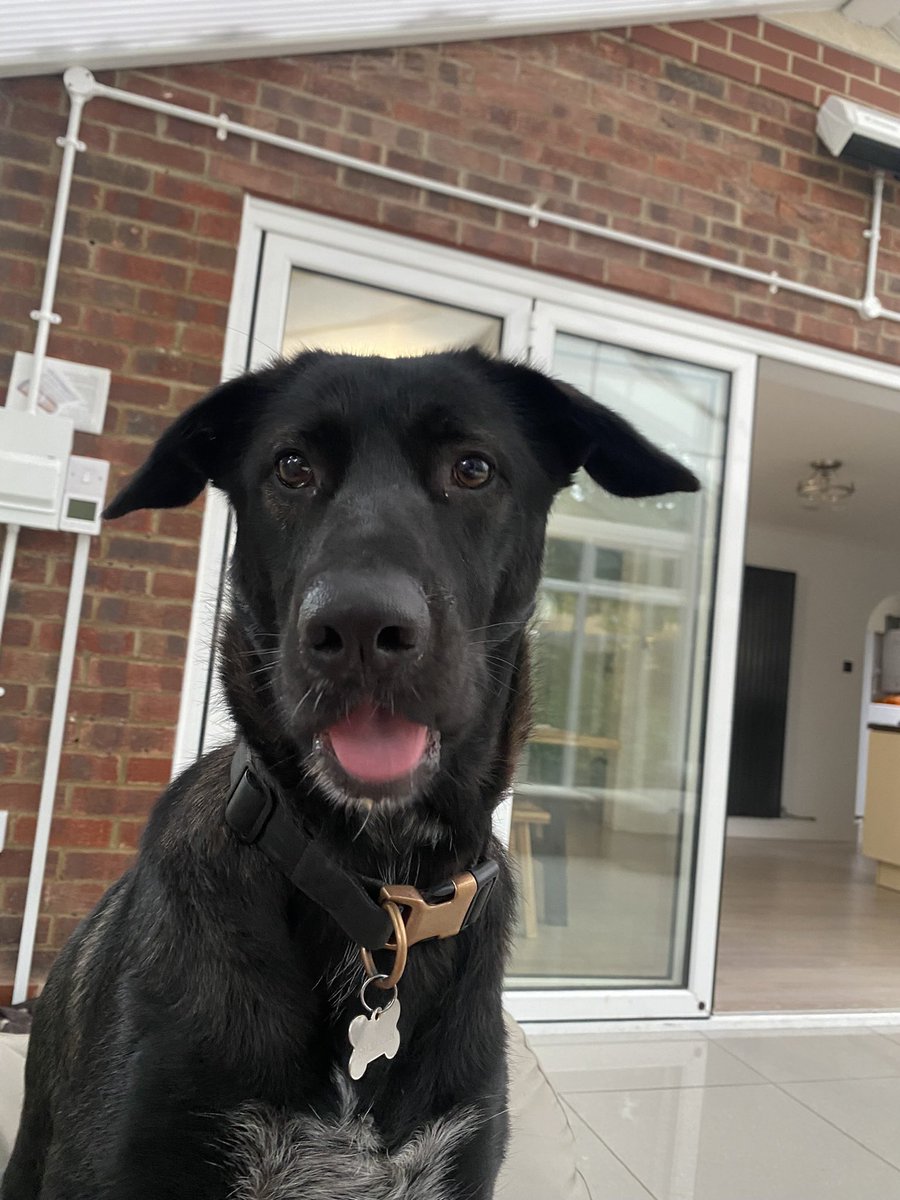 e_caz's tweet photo. @ruskin147 This is #milliefromromania it’s taken 14 months of trials and tribulations but it’s worth every minute of your life to get the great rewards she will give you.#soloving https://t.co/s3fRijnvW8