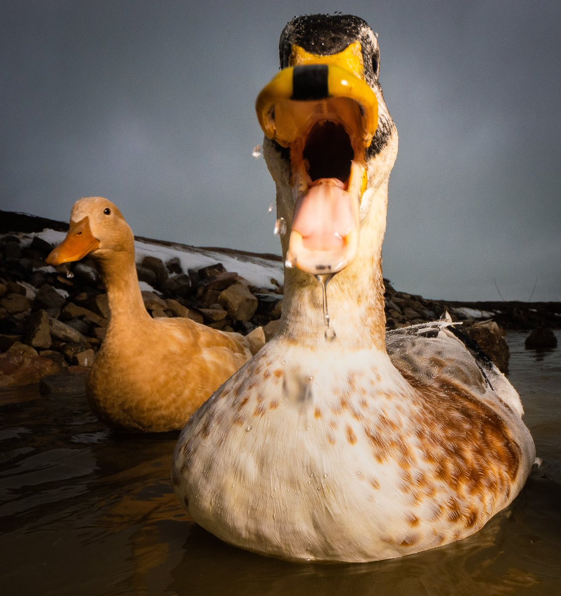 leave all your treats here

(retweet to send a snack live.dashducks.tv)