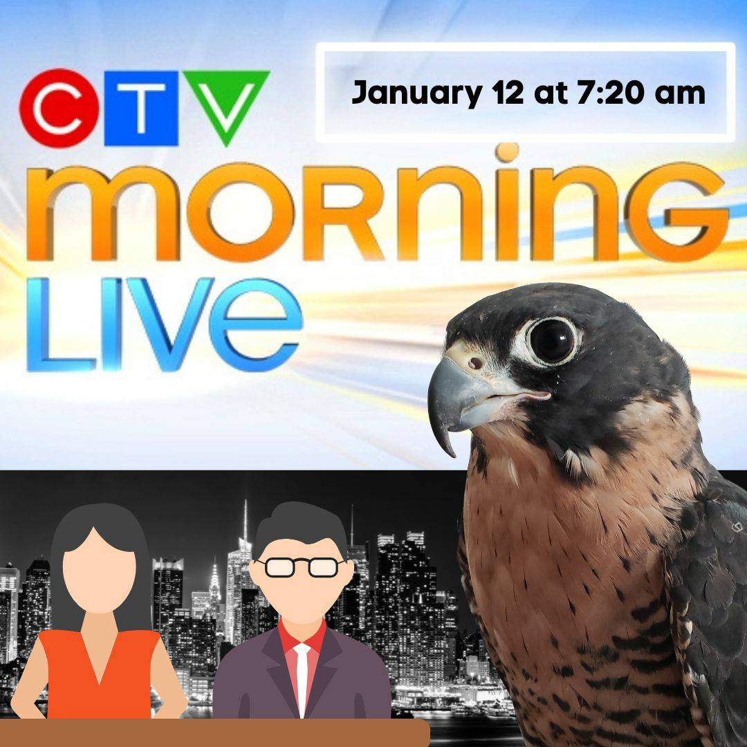 Tune in to CTV Morning Live this Thursday at 7:20 am to learn more about BBO and BirdSmart
