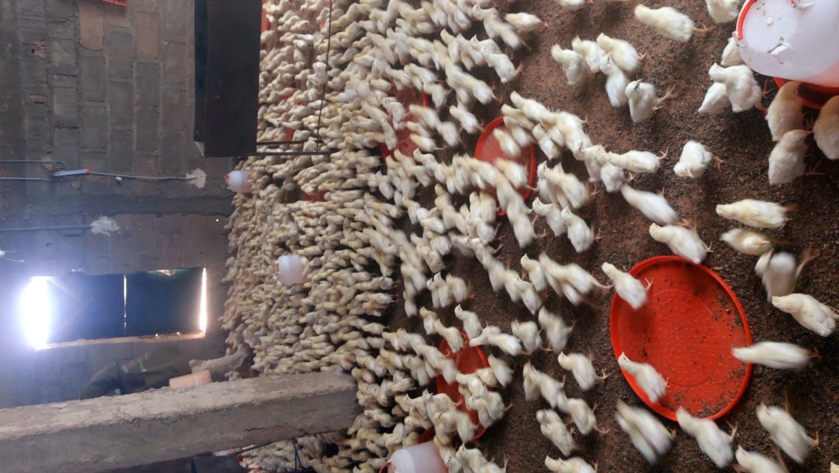 Sib7670's tweet photo. ``La ferme Nmaf``
◇Accompagnement technique et gratuit;
◇Production,vente des œufs et poulets de Chair;
◇Vente des poussins (tout genre).
76 70 01 06 (+223)
#Nmaf
#1A1EA https://t.co/Ih8nlYJto8