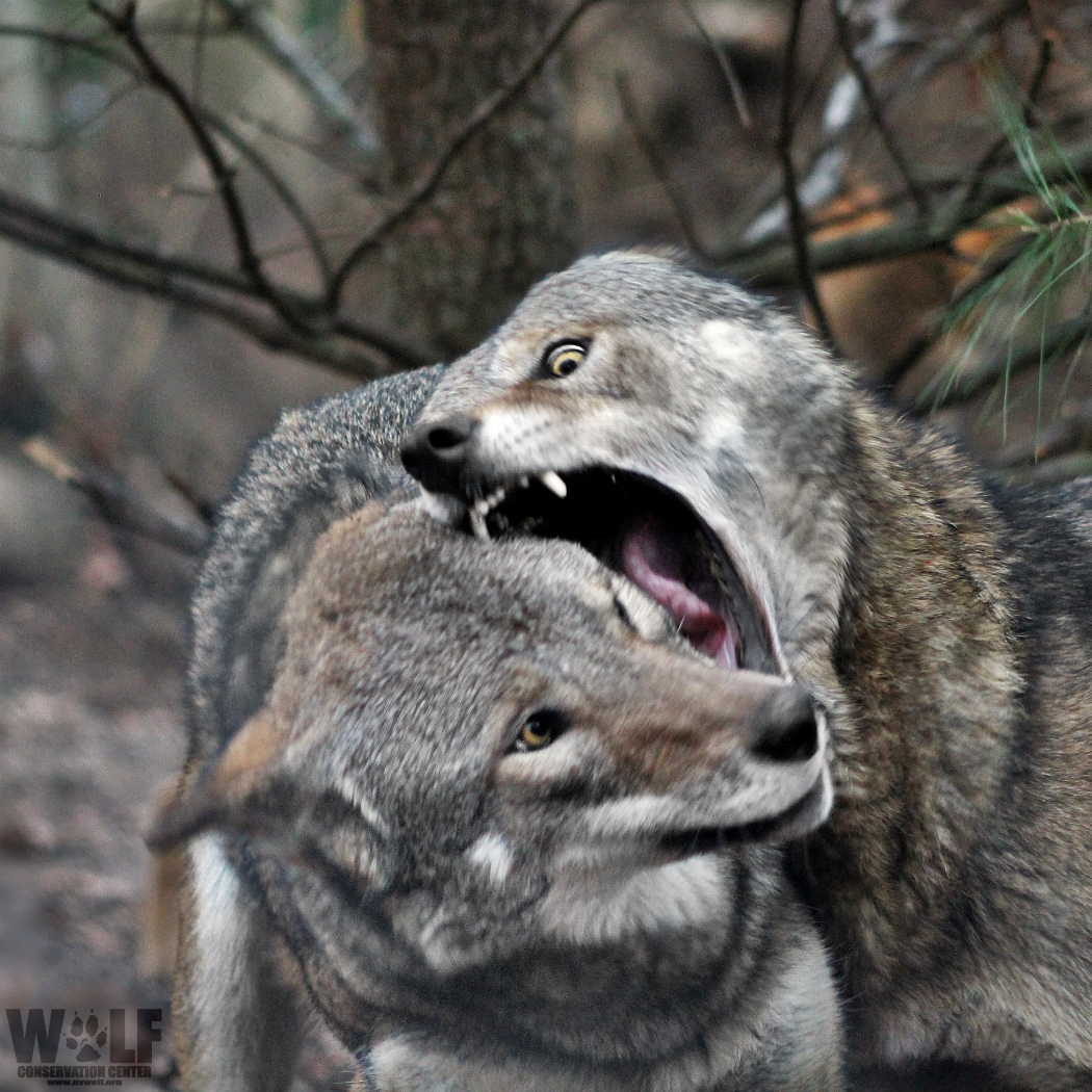 nywolforg's tweet photo. 🐺 CAPTION THIS! 🐺 https://t.co/VFgC4afE5l