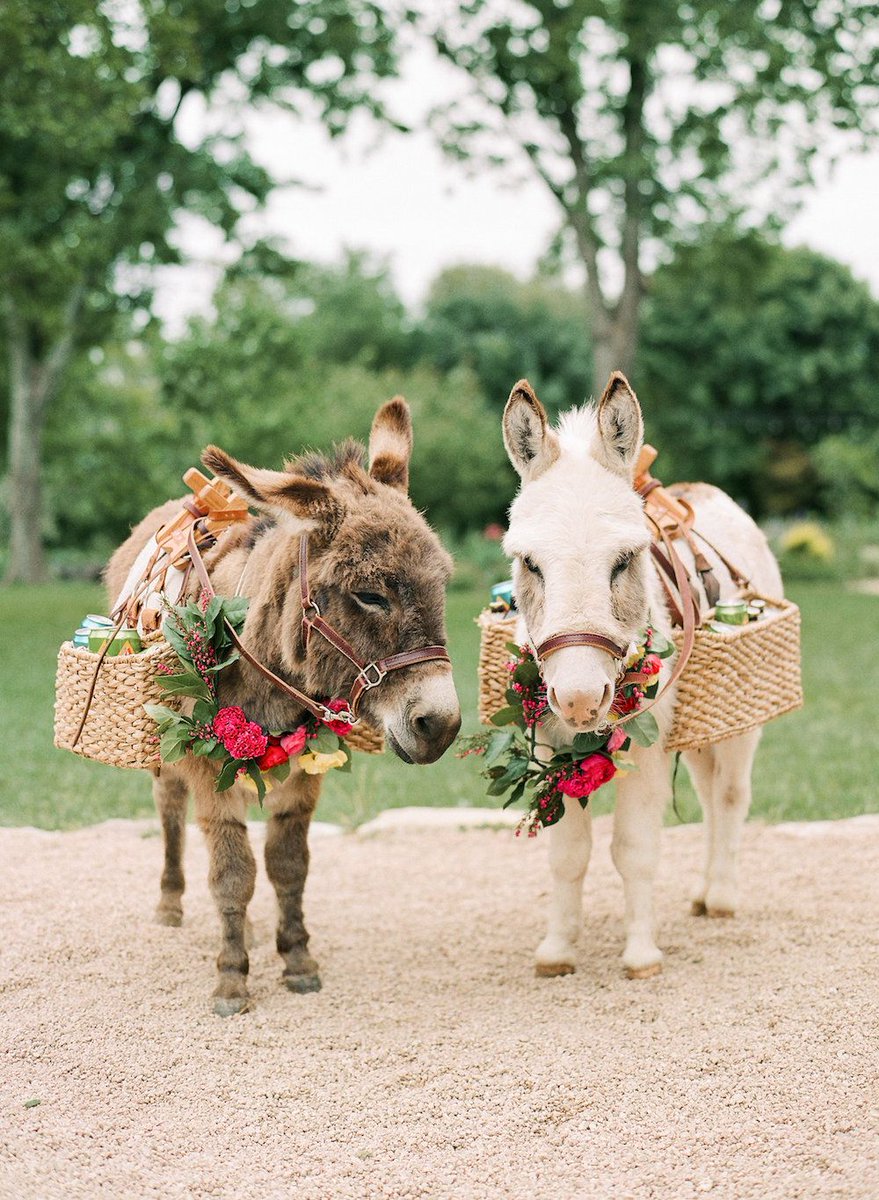 Daily inspo - Donkeys and Mules! 
#donkeys #mules #westernart #chicanoart #mexicanart