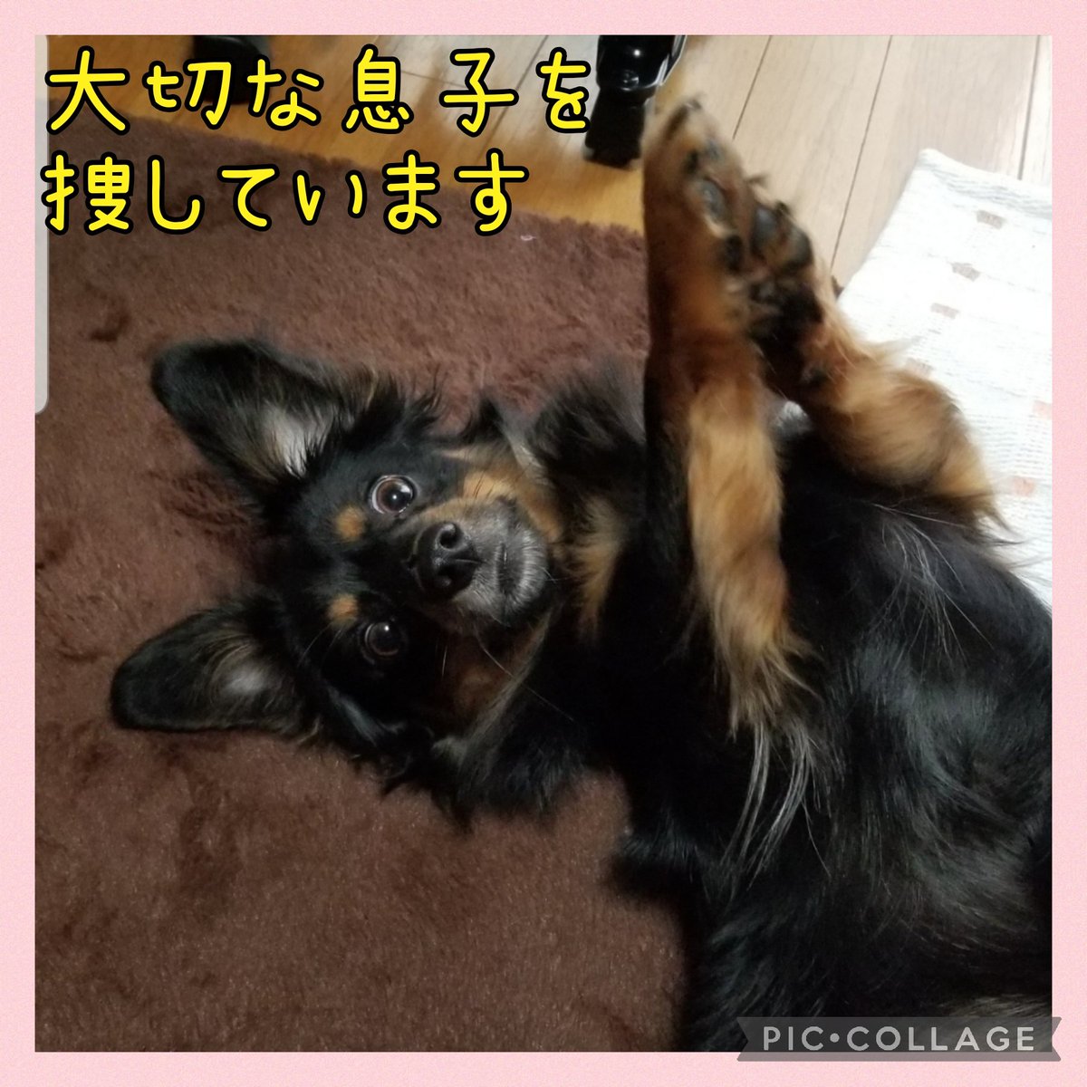 maigoinurintaro's tweet photo. #迷子犬りん太郎 #迷い犬 #チワックス
☆R3.2/16 #福岡 #筑紫野 #天拝湖 周辺 #行方不明
☆６歳
☆体長50cm位
☆体重６キロ位 
☆長毛(黒茶) 茶色のマロ眉

☑️昨年の2月以降に黒い小型犬を保護してくださってませんか？
#拡散希望 #迷子 #迷子犬 #大切な家族
⬇️これまでの経緯
https://t.co/YcLyOO54Pc https://t.co/SZ1HxqMeaF